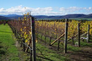 Grapes of Tasmania 42 Degrees Vineyard Northern Tasmania