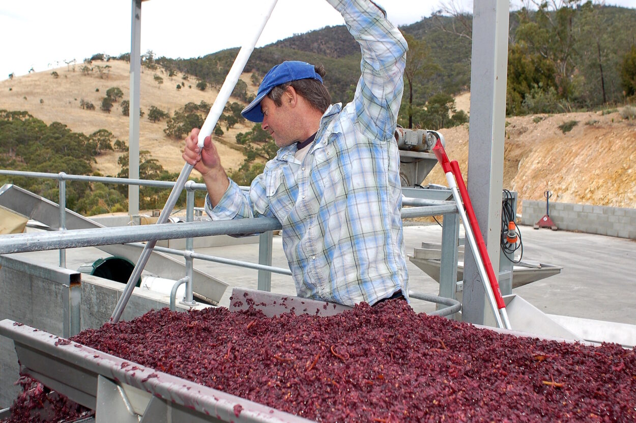 Steve Lubiana feeding the fermenter Tasmanian Wines Tasmanian Winemakers and Winemaking Techniques